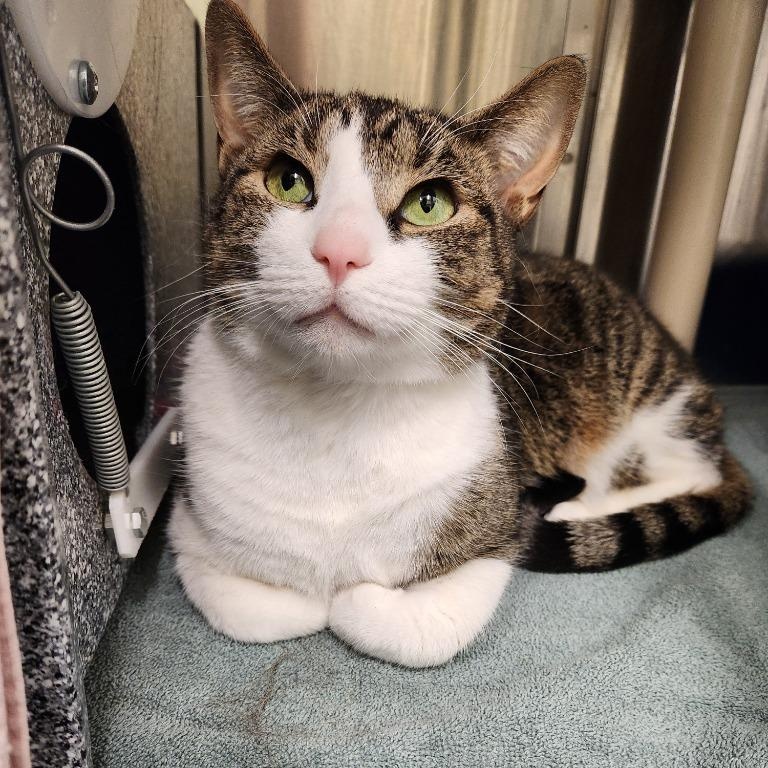 Enlarge Benji, a Adoptable Domestic Short Hair in Prince Frederick, MD image 1/5