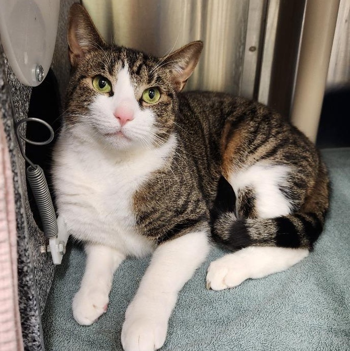 Enlarge Benji, a Adoptable Domestic Short Hair in Prince Frederick, MD image 4/5