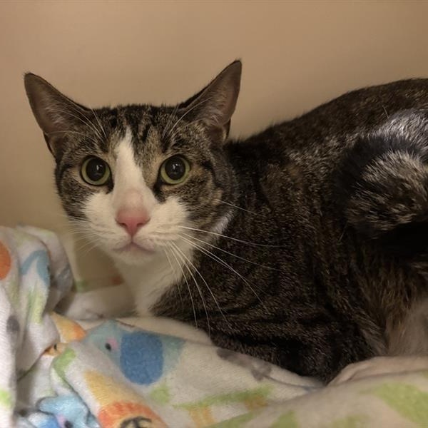 Benji, a Adoptable Domestic Short Hair in Prince Frederick, MD image 3/3