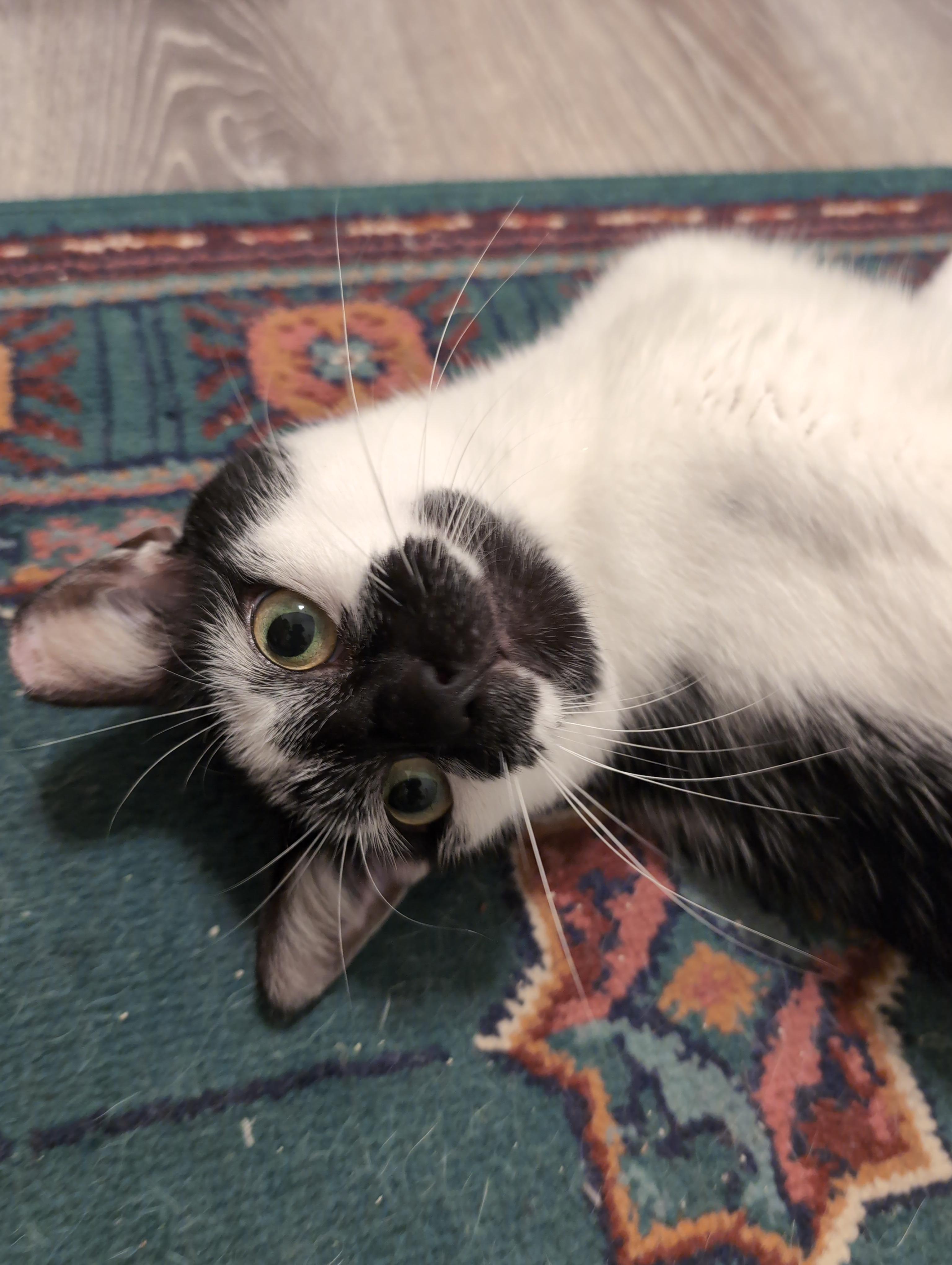 Moo Moo, Adoptable, Adult Male Domestic Short Hair.