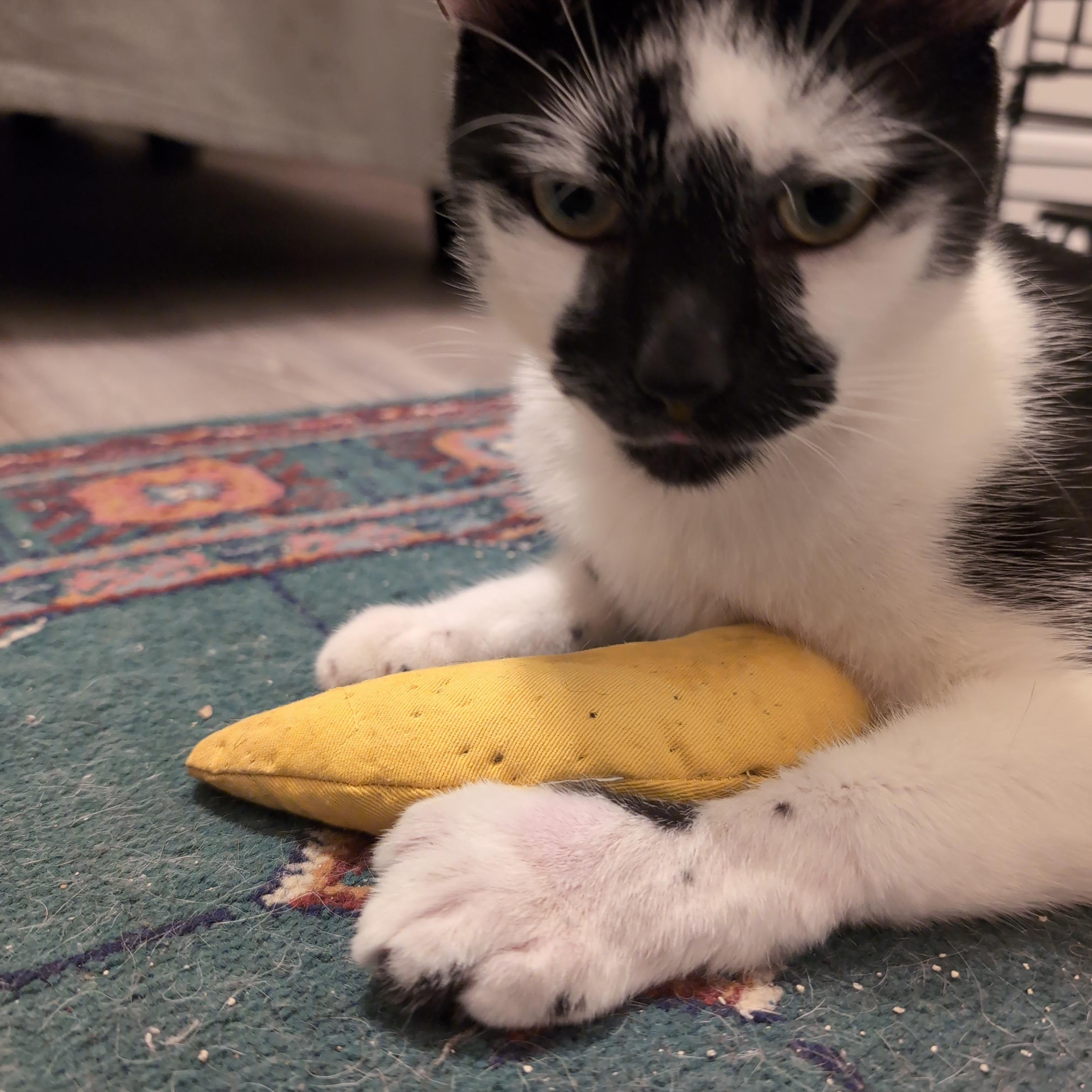 Enlarge Moo Moo, an adopted Domestic Short Hair in Annapolis, MD image 2/5