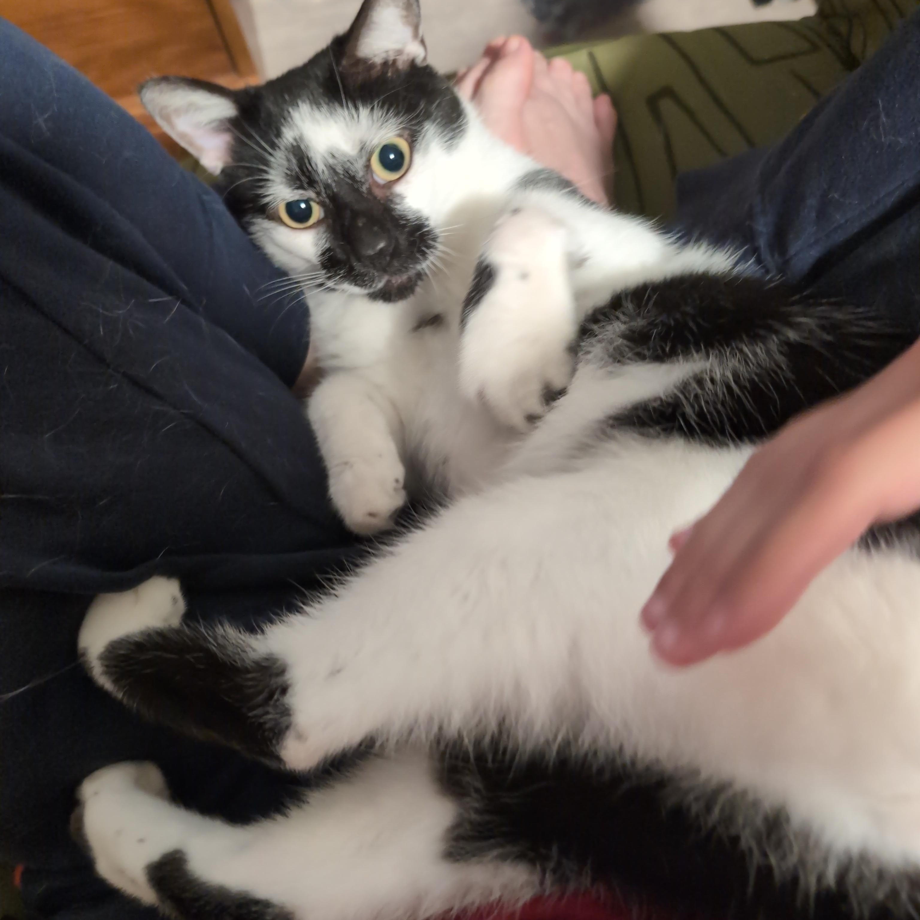 Enlarge Moo Moo, an adopted Domestic Short Hair in Annapolis, MD image 3/5