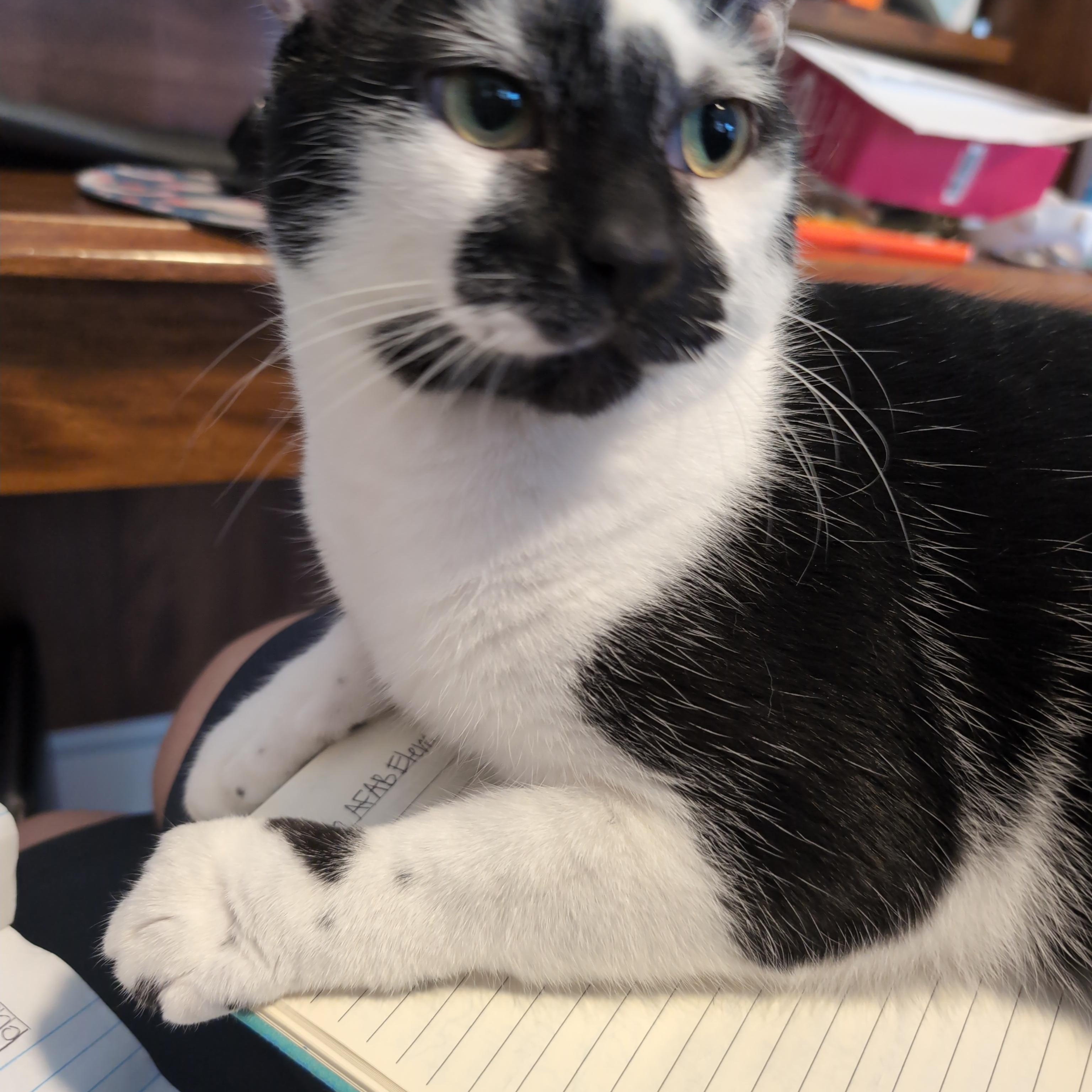 Enlarge Moo Moo, an adopted Domestic Short Hair in Annapolis, MD image 4/5