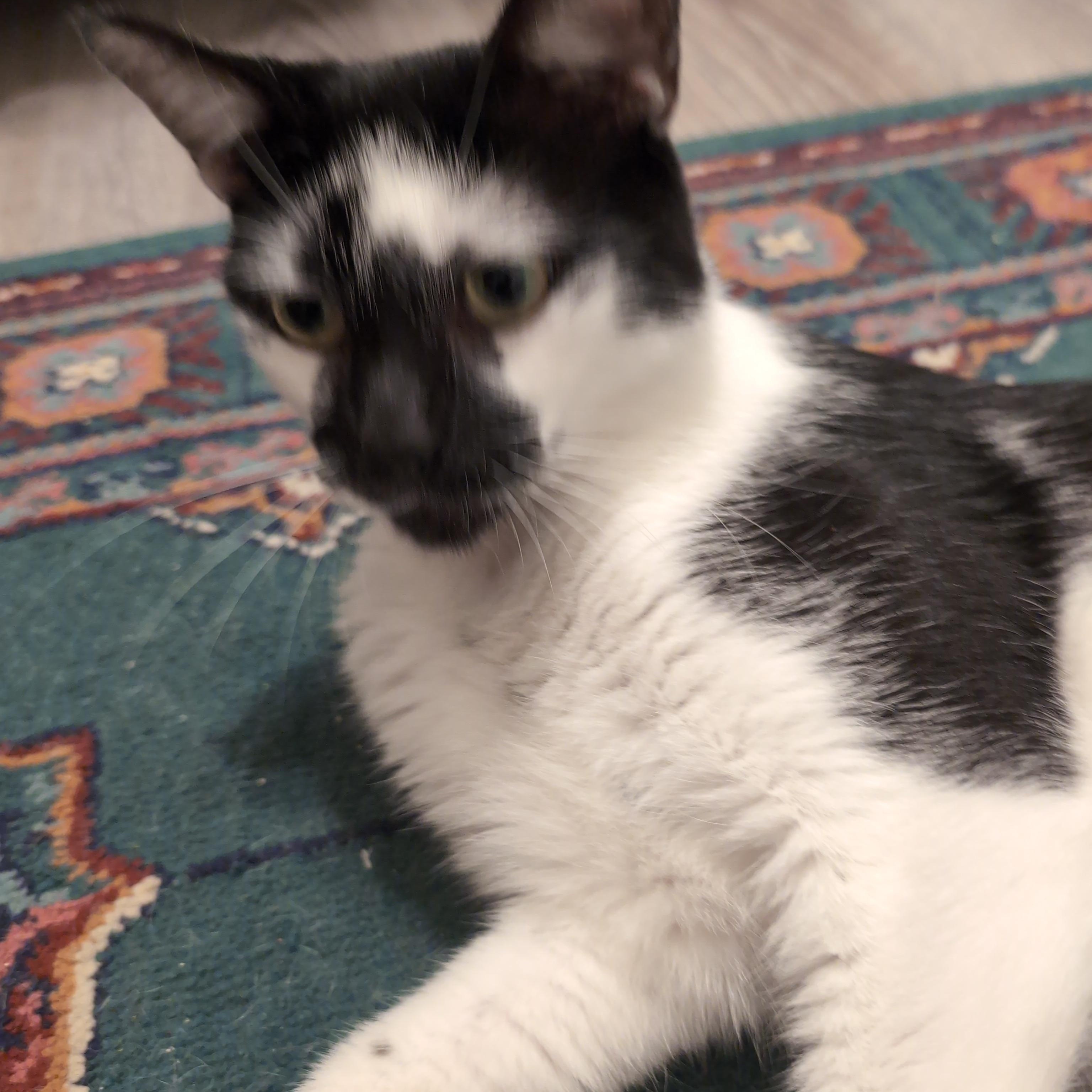 Enlarge Moo Moo, an adopted Domestic Short Hair in Annapolis, MD image 5/5