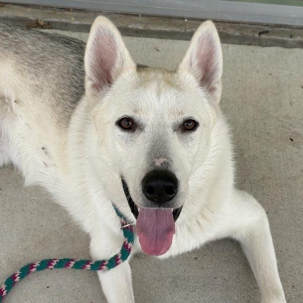 Brie, Adoptable, Young Female Husky & Shepherd.