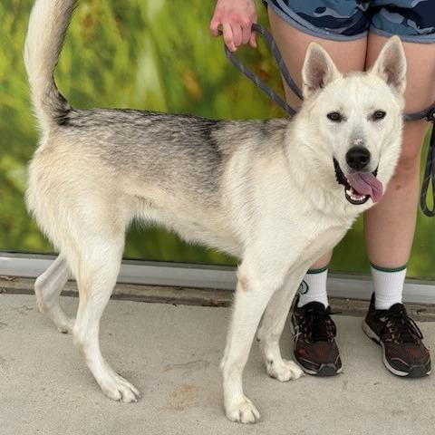 Enlarge Brie, a Adoptable mixed breed in San Antonio, TX image 2/6