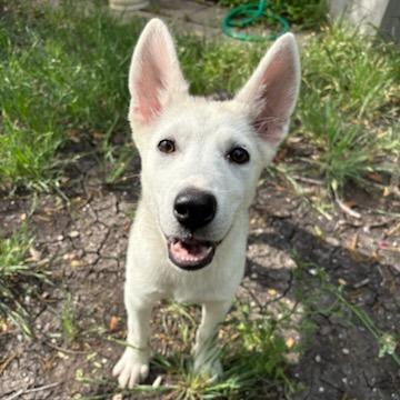 Enlarge Brie, a Adoptable mixed breed in San Antonio, TX image 3/6