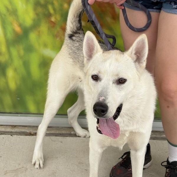 Enlarge Brie, a Adoptable mixed breed in San Antonio, TX image 4/6