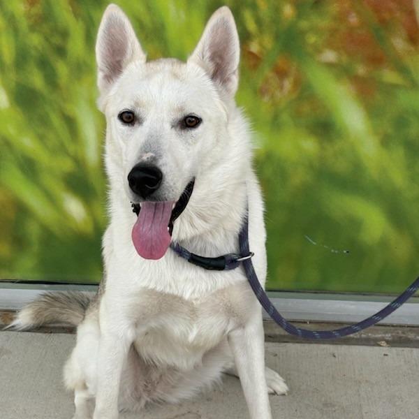 Enlarge Brie, a Adoptable mixed breed in San Antonio, TX image 5/6