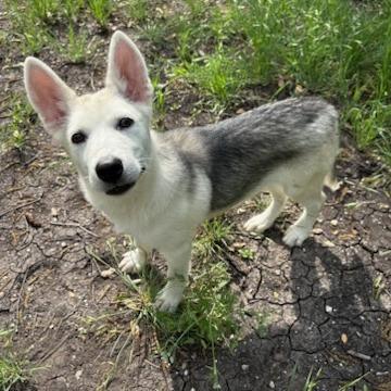 Enlarge Brie, a Adoptable mixed breed in San Antonio, TX image 6/6
