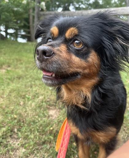 Milky Way, adopted, Adult Female Mixed Breed.