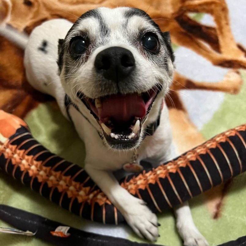 Othello our 10-year-old 15lb Rat Terrier mix is ready for his forever home He is a very sweet an