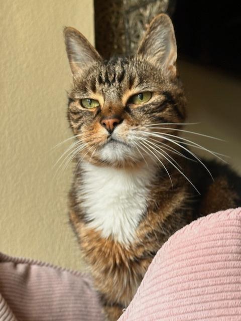 Zoorey, a Adoptable American Shorthair in Sherman Oaks, CA image 1/6