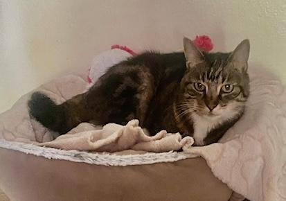 Zoorey, a Adoptable American Shorthair in Sherman Oaks, CA image 2/6