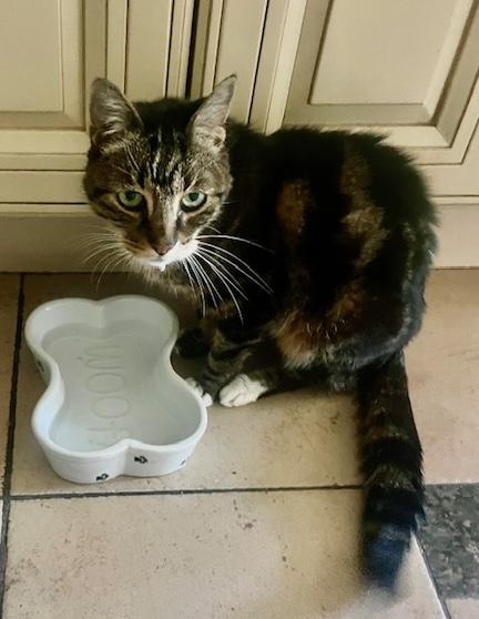 Zoorey, a Adoptable American Shorthair in Sherman Oaks, CA image 5/6