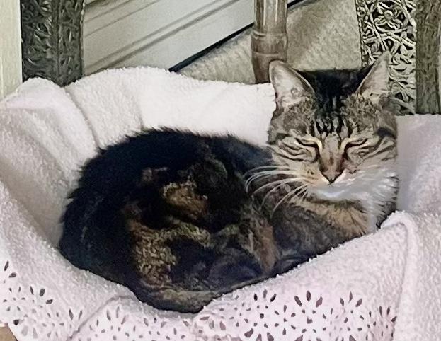 Zoorey, a Adoptable American Shorthair in Sherman Oaks, CA image 4/6