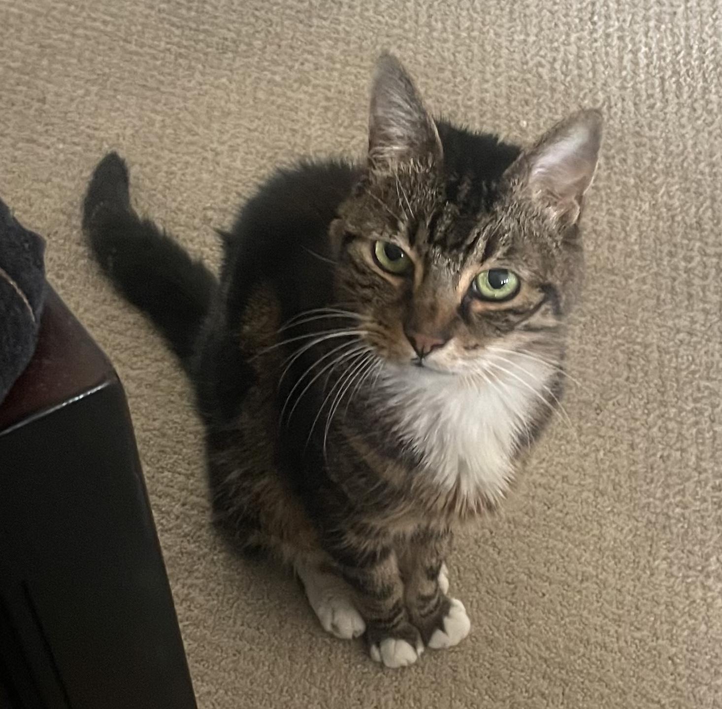 Zoorey, a Adoptable American Shorthair in Sherman Oaks, CA image 3/6