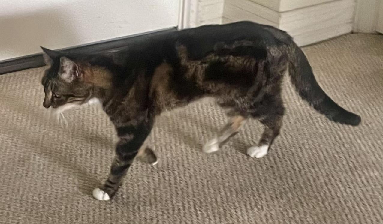 Zoorey, a Adoptable American Shorthair in Sherman Oaks, CA image 6/6