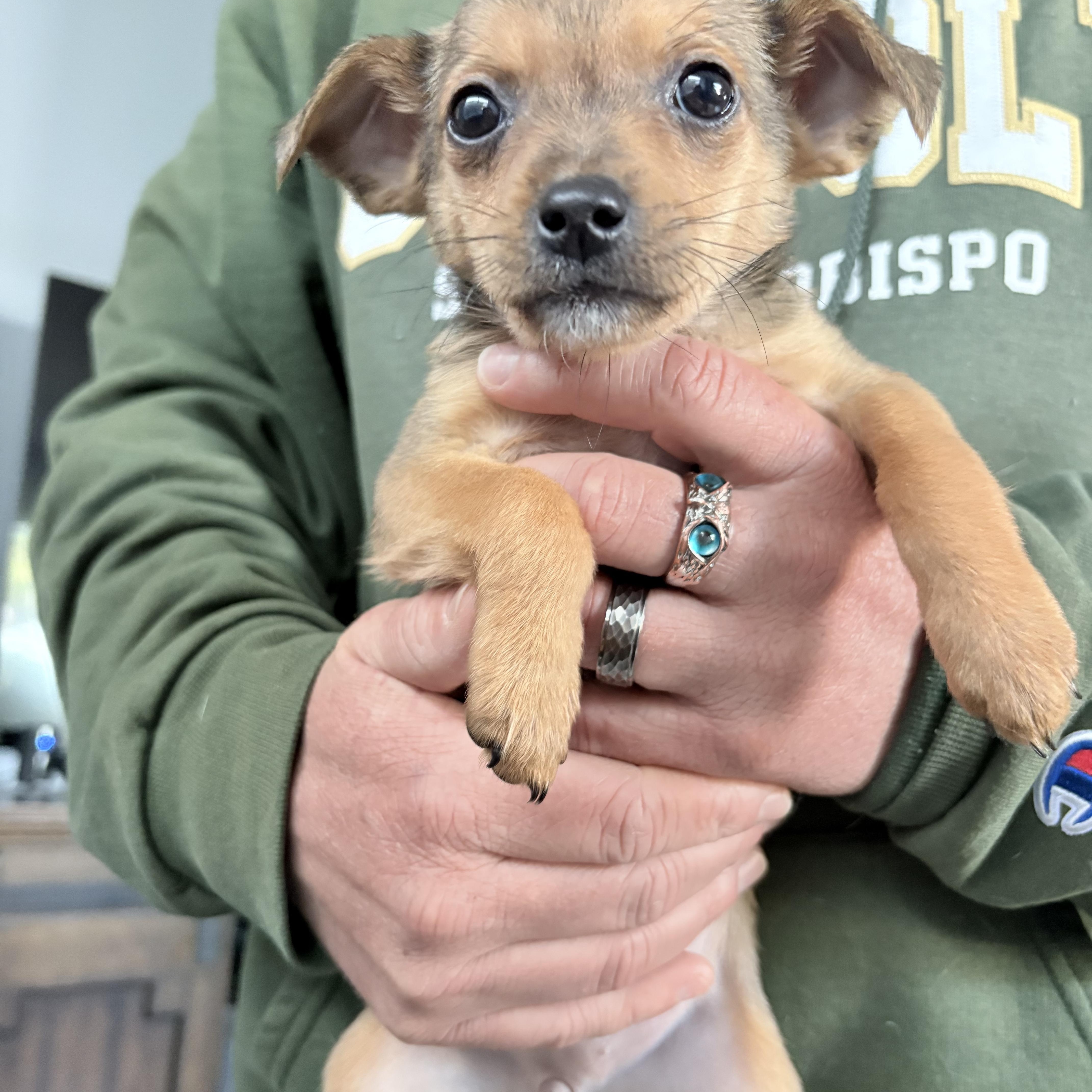 Enlarge Chihuahua mix puppies! , a ADOPTABLE mixed breed in Los Osos, CA image 6/6