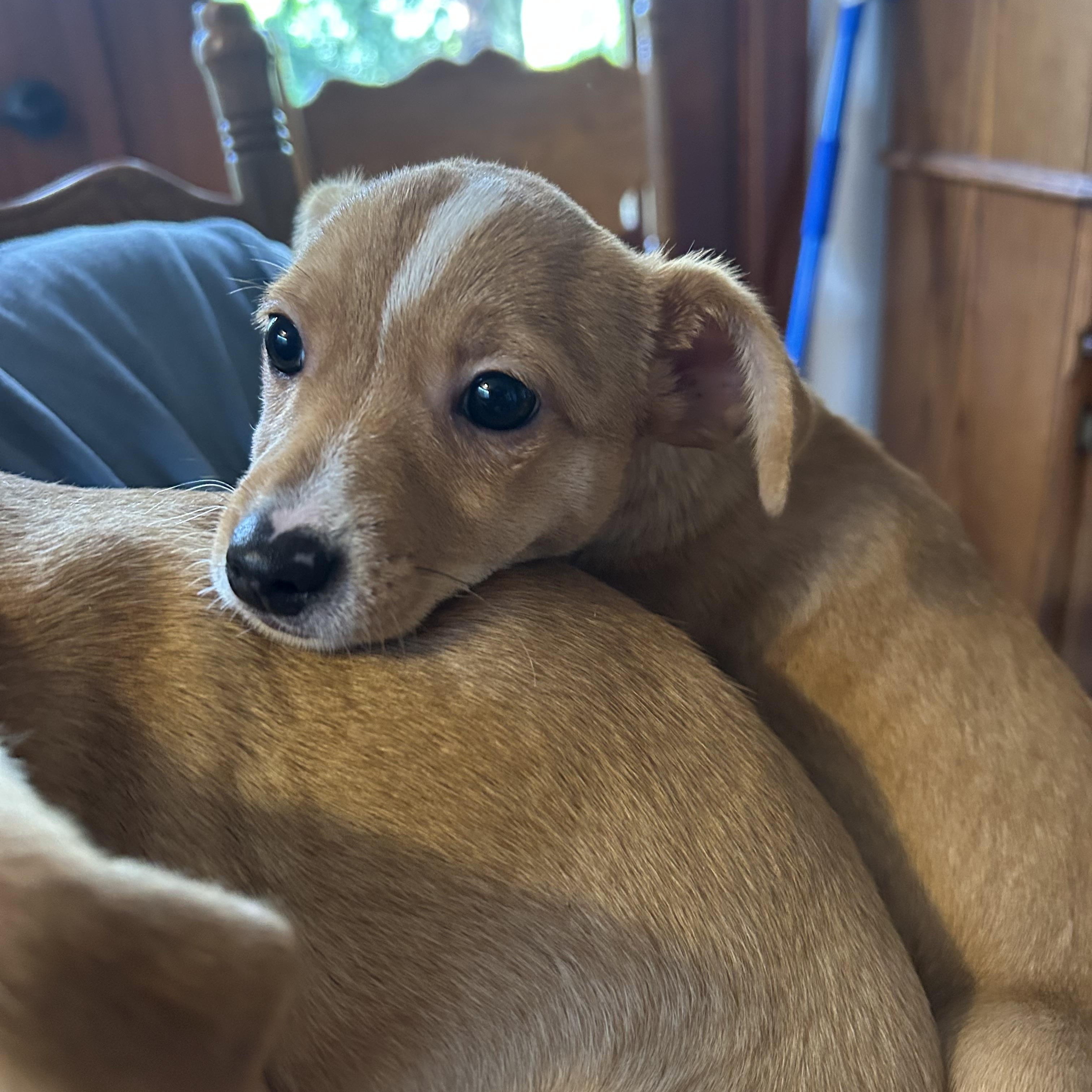 Enlarge Chewy, a ADOPTABLE mixed breed in Los Osos, CA image 2/3