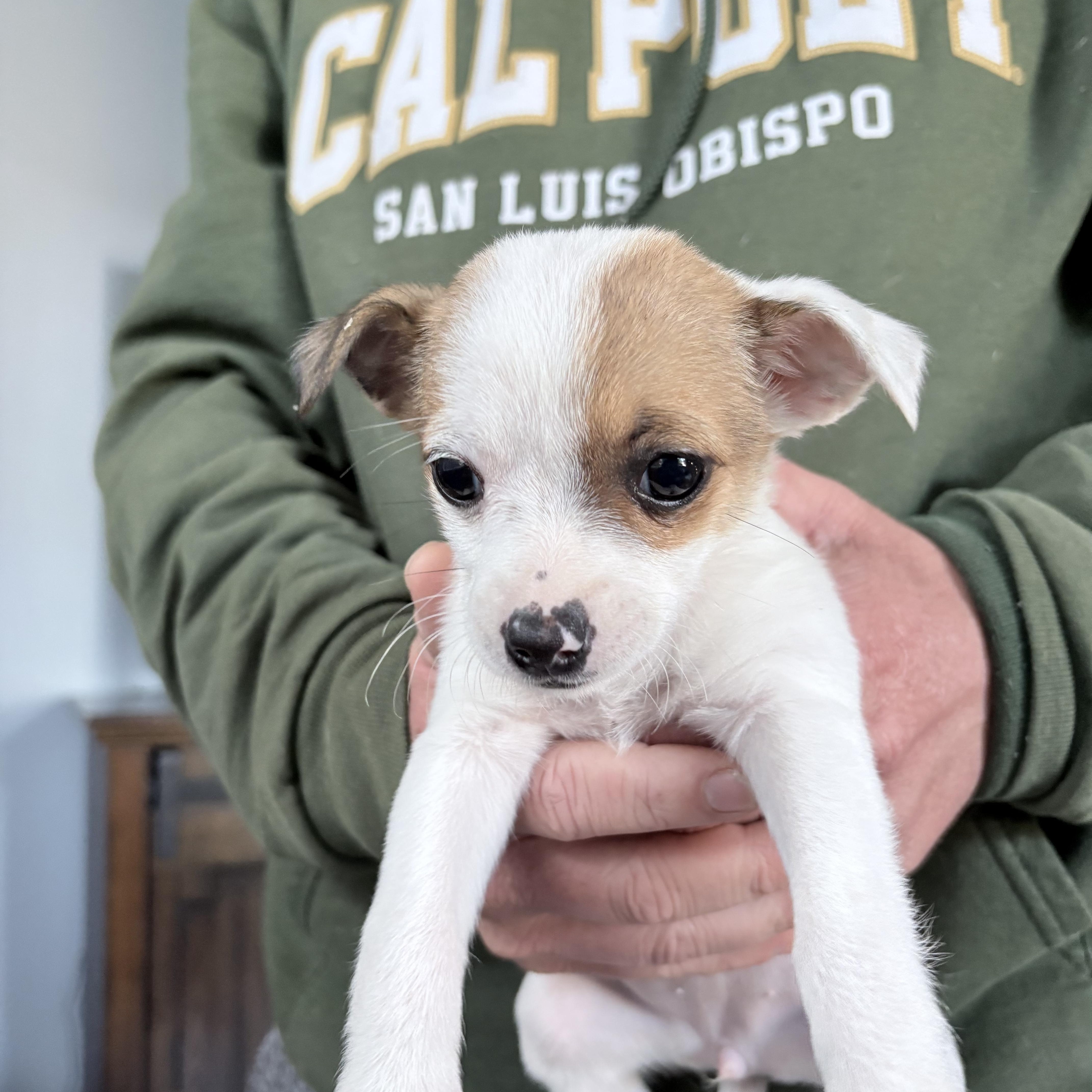 Enlarge Chihuahua mix puppies! , a ADOPTABLE mixed breed in Los Osos, CA image 3/6