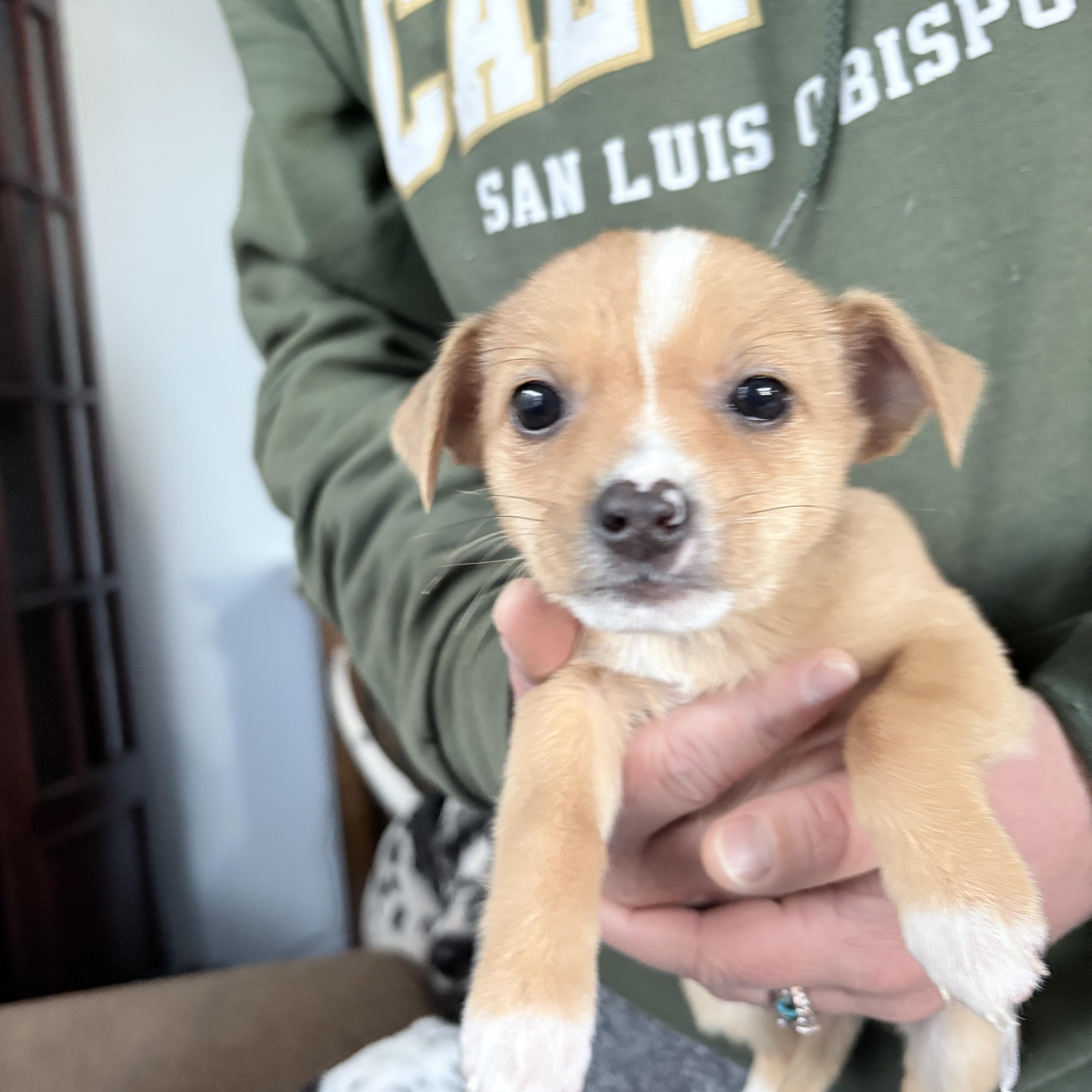 Enlarge Chihuahua mix puppies! , a ADOPTABLE mixed breed in Los Osos, CA image 2/6