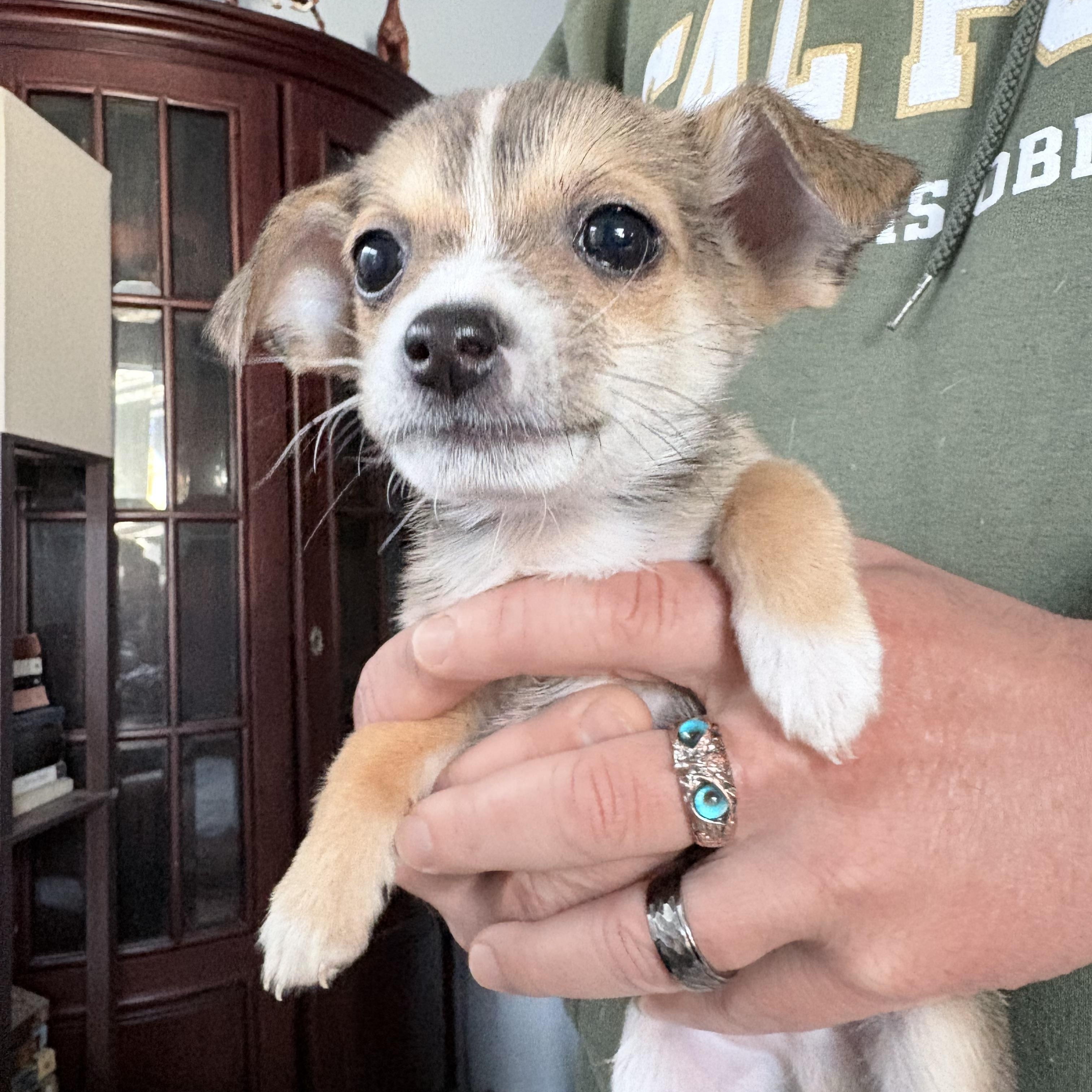 Enlarge Chihuahua mix puppies! , a ADOPTABLE mixed breed in Los Osos, CA image 5/6