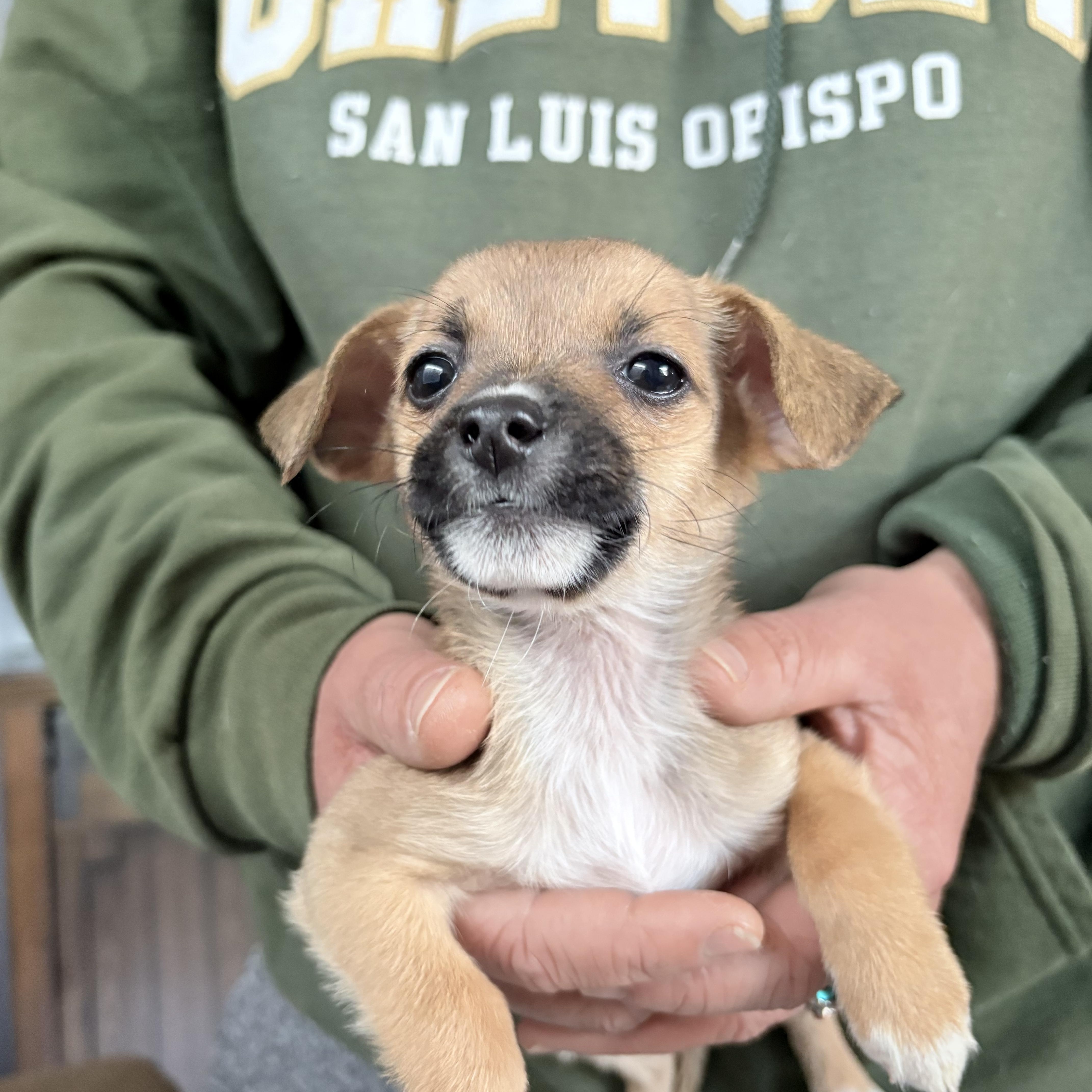 Chihuahua mix puppies! , ADOPTABLE, Puppy Female Chihuahua.