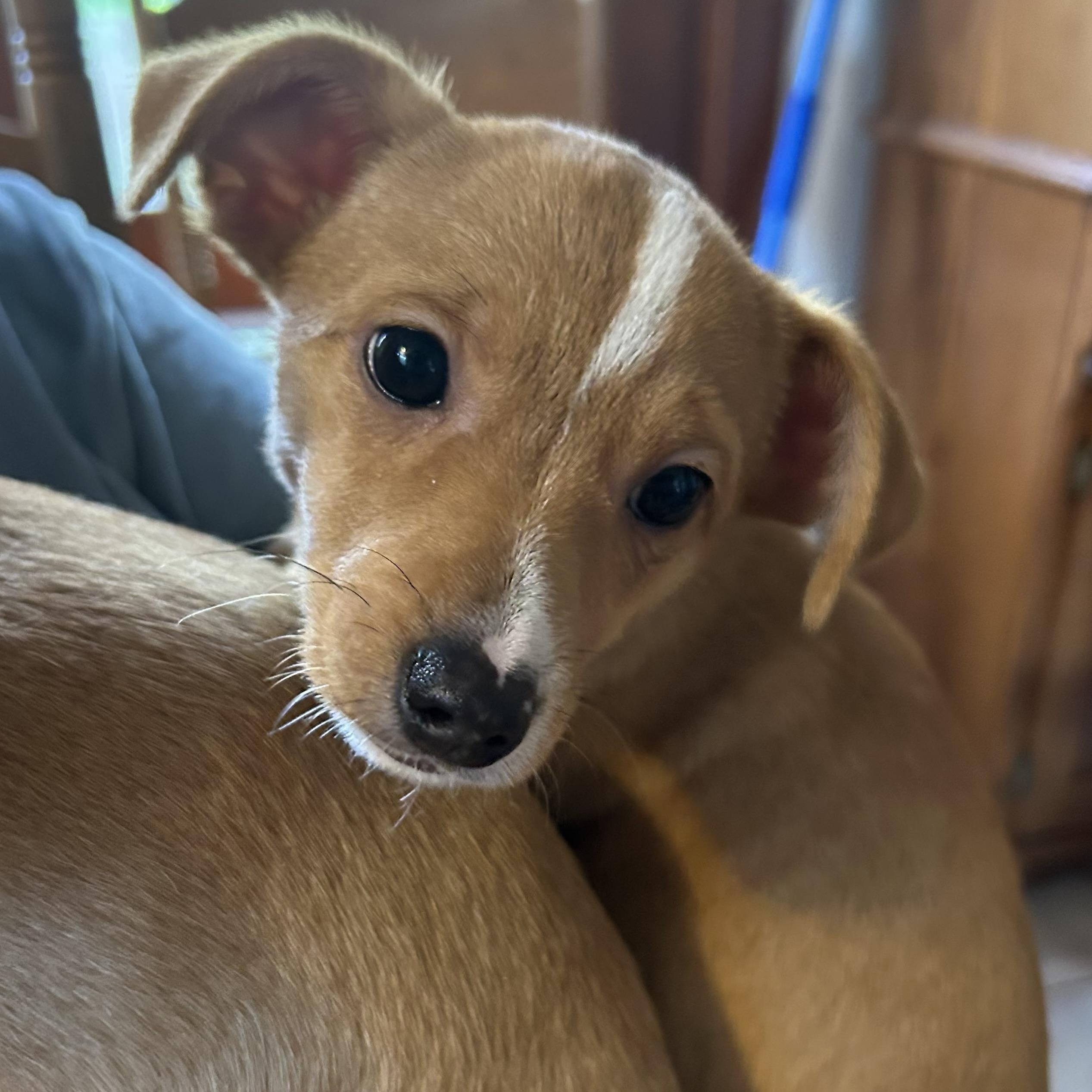 Enlarge Chewy, a ADOPTABLE mixed breed in Los Osos, CA image 1/3