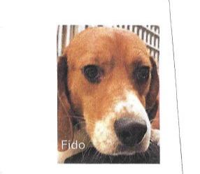 Fido, Adoptable, Young Male Beagle.