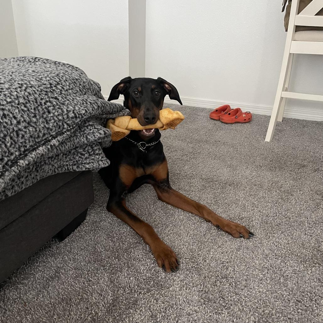 Summer, a ADOPTABLE Doberman Pinscher in Fleetwood, PA image 3/4