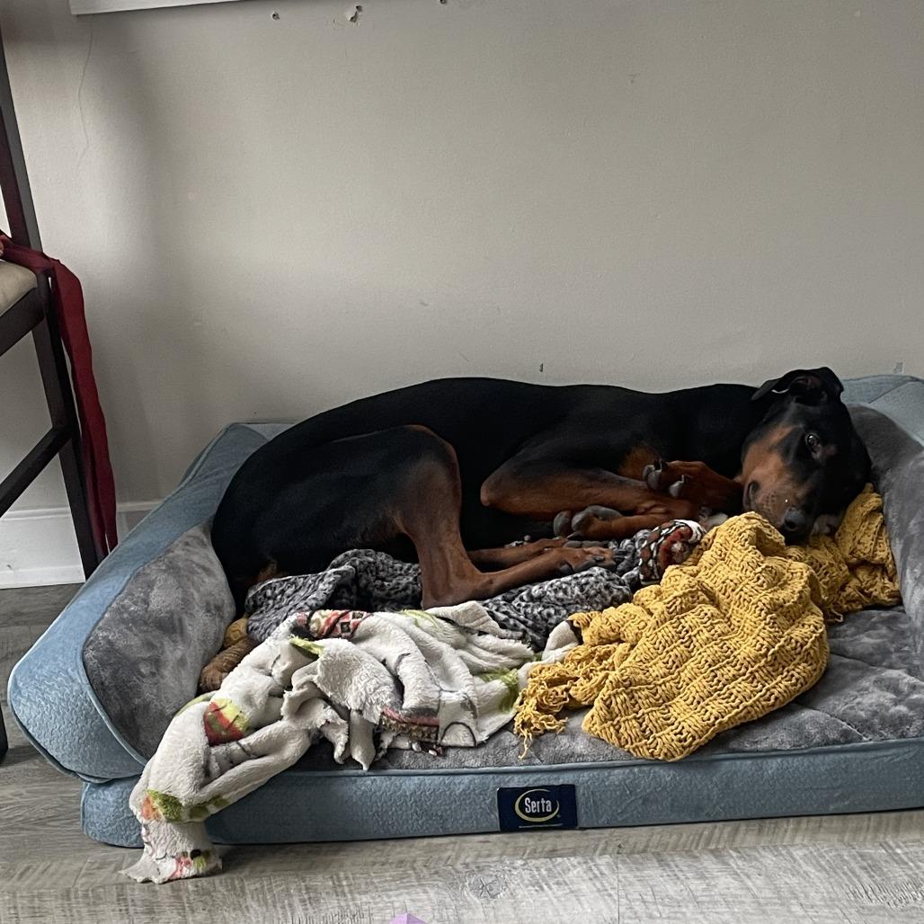 Summer, a ADOPTABLE Doberman Pinscher in Fleetwood, PA image 4/4