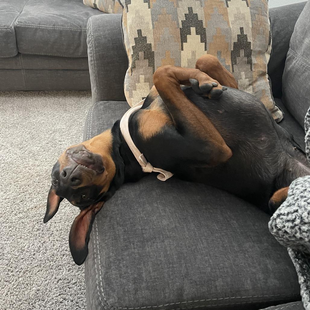 Summer, ADOPTABLE, Adult Female Doberman Pinscher.