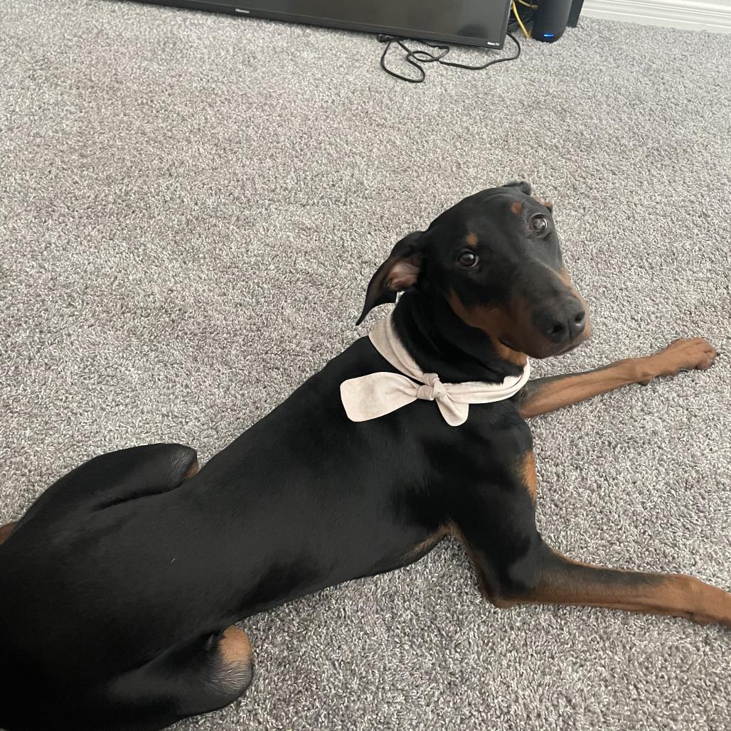 Summer, a ADOPTABLE Doberman Pinscher in Fleetwood, PA image 2/4