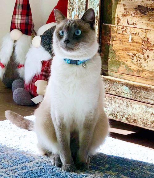 Enlarge Sultan, a Adoptable Siamese in Anaheim Hills, CA image 1/3