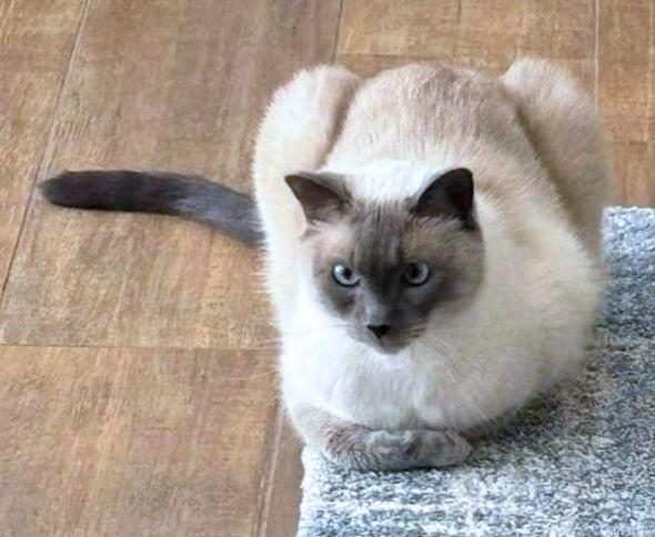 Enlarge Sultan, a Adoptable Siamese in Anaheim Hills, CA image 2/3