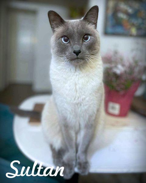 Enlarge Sultan, a Adoptable Siamese in Anaheim Hills, CA image 3/3