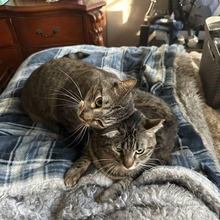 Enlarge Huck, a Adoptable Domestic Short Hair in Fort Worth, TX image 2/4