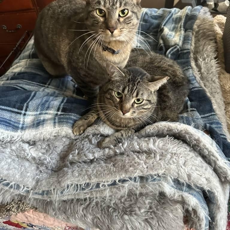 Enlarge Huck, a Adoptable Domestic Short Hair in Fort Worth, TX image 3/4