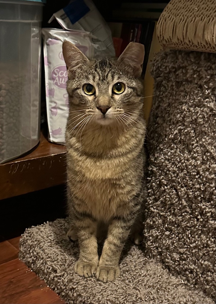 Enlarge Huck, a Adoptable Domestic Short Hair in Fort Worth, TX image 1/4