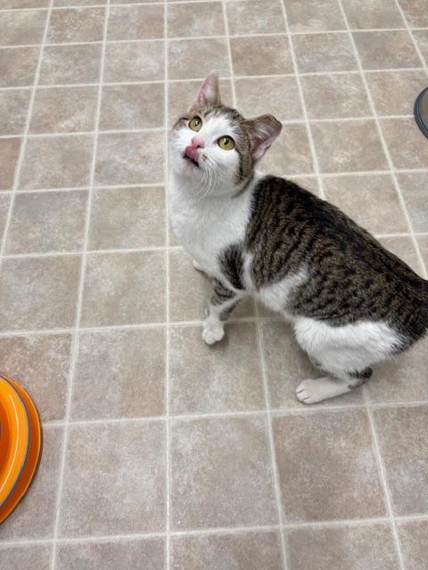 Dottie, Adoptable, Young Female Domestic Short Hair.