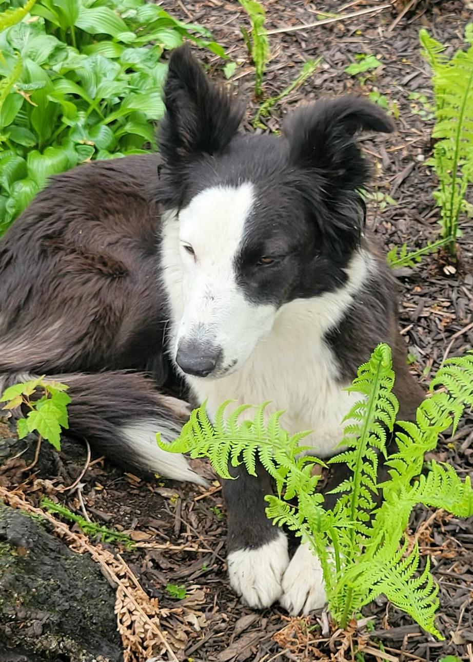Enlarge J.J. , a ADOPTABLE Border Collie in Seymour, IN image 2/4
