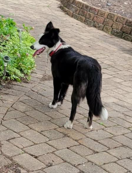 Enlarge J.J. , a ADOPTABLE Border Collie in Seymour, IN image 3/4