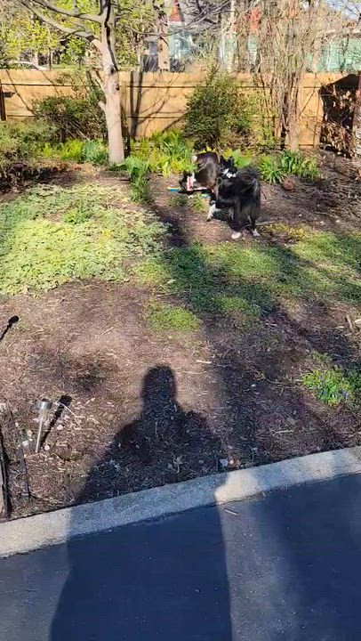 Enlarge J.J. , a ADOPTABLE Border Collie in Seymour, IN video 4/4