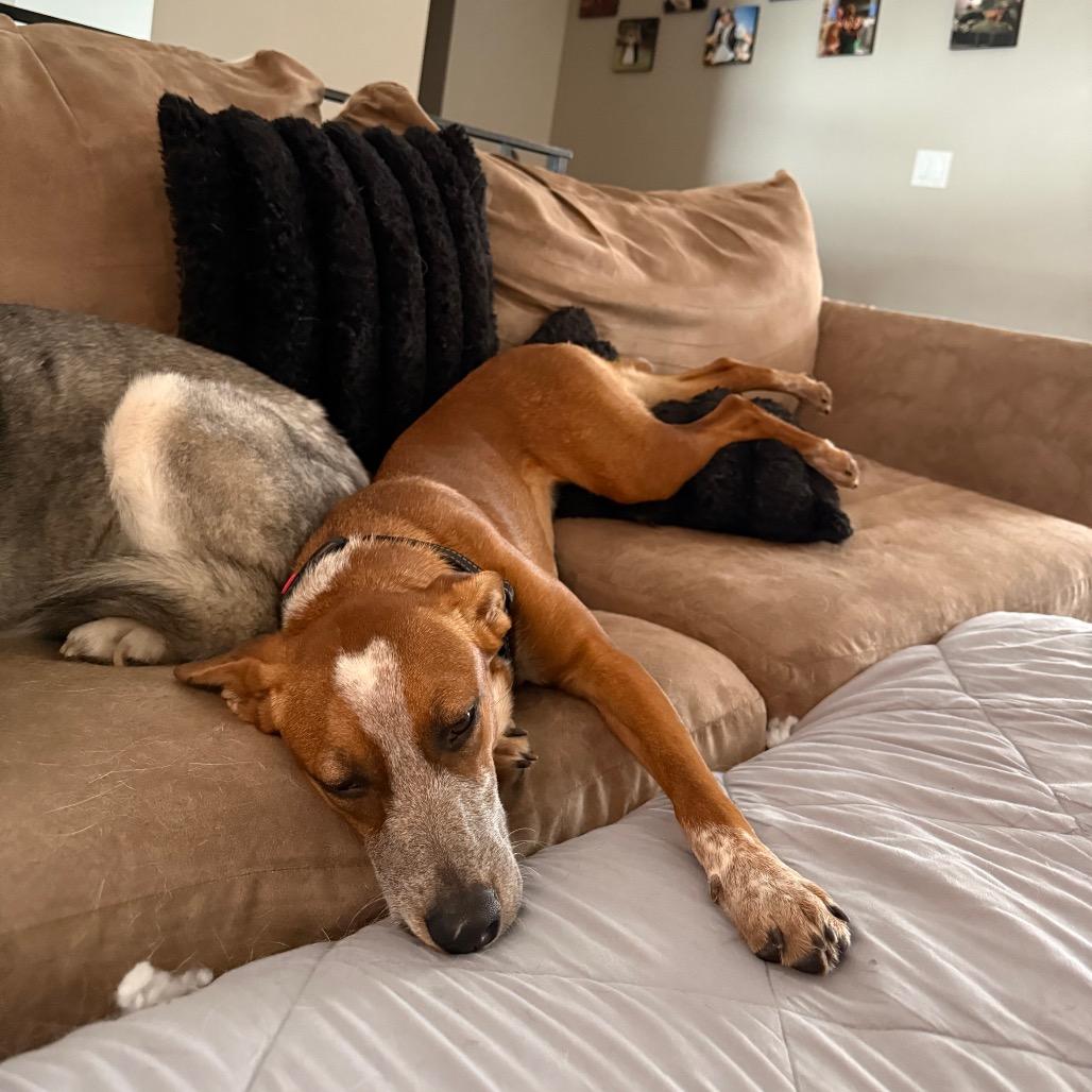 Enlarge Jessie, a Adoptable mixed breed in Monticello, IA image 4/6