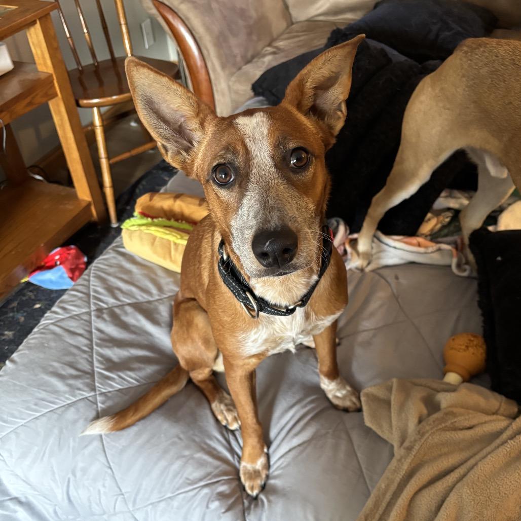 Jessie, Adoptable, Young Female Australian Cattle Dog / Blue Heeler & Mixed Breed.