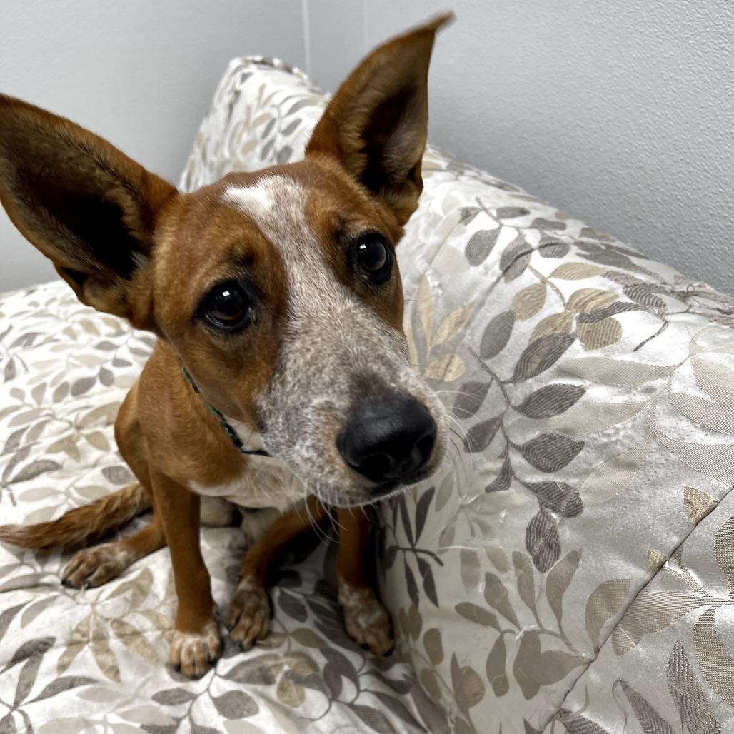 Enlarge Jessie, a Adoptable mixed breed in Monticello, IA image 5/6