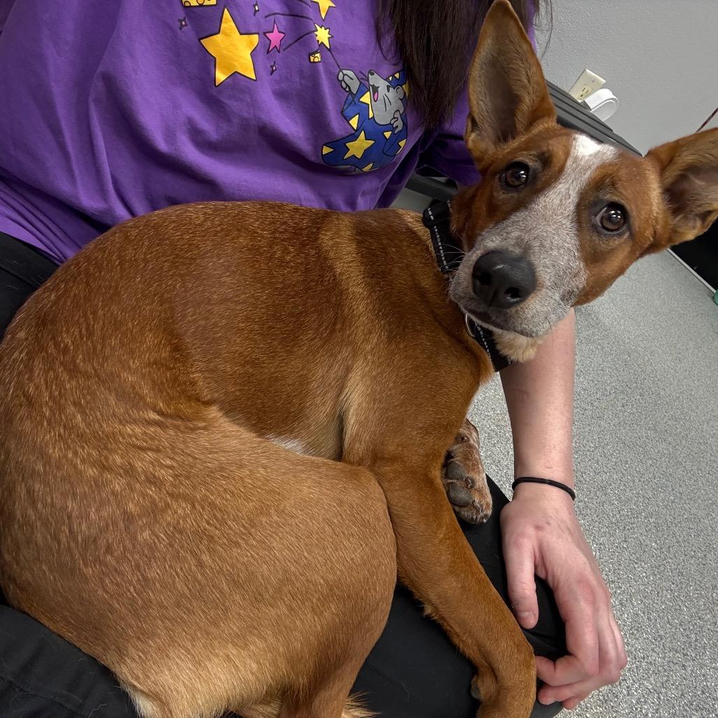 Enlarge Jessie, a Adoptable mixed breed in Monticello, IA image 3/6