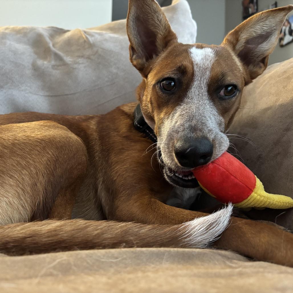 Enlarge Jessie, a Adoptable mixed breed in Monticello, IA image 6/6