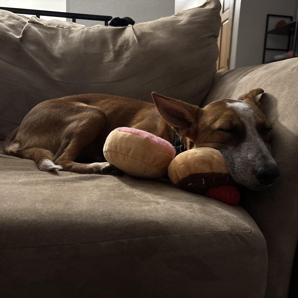 Enlarge Jessie, a Adoptable mixed breed in Monticello, IA image 2/6